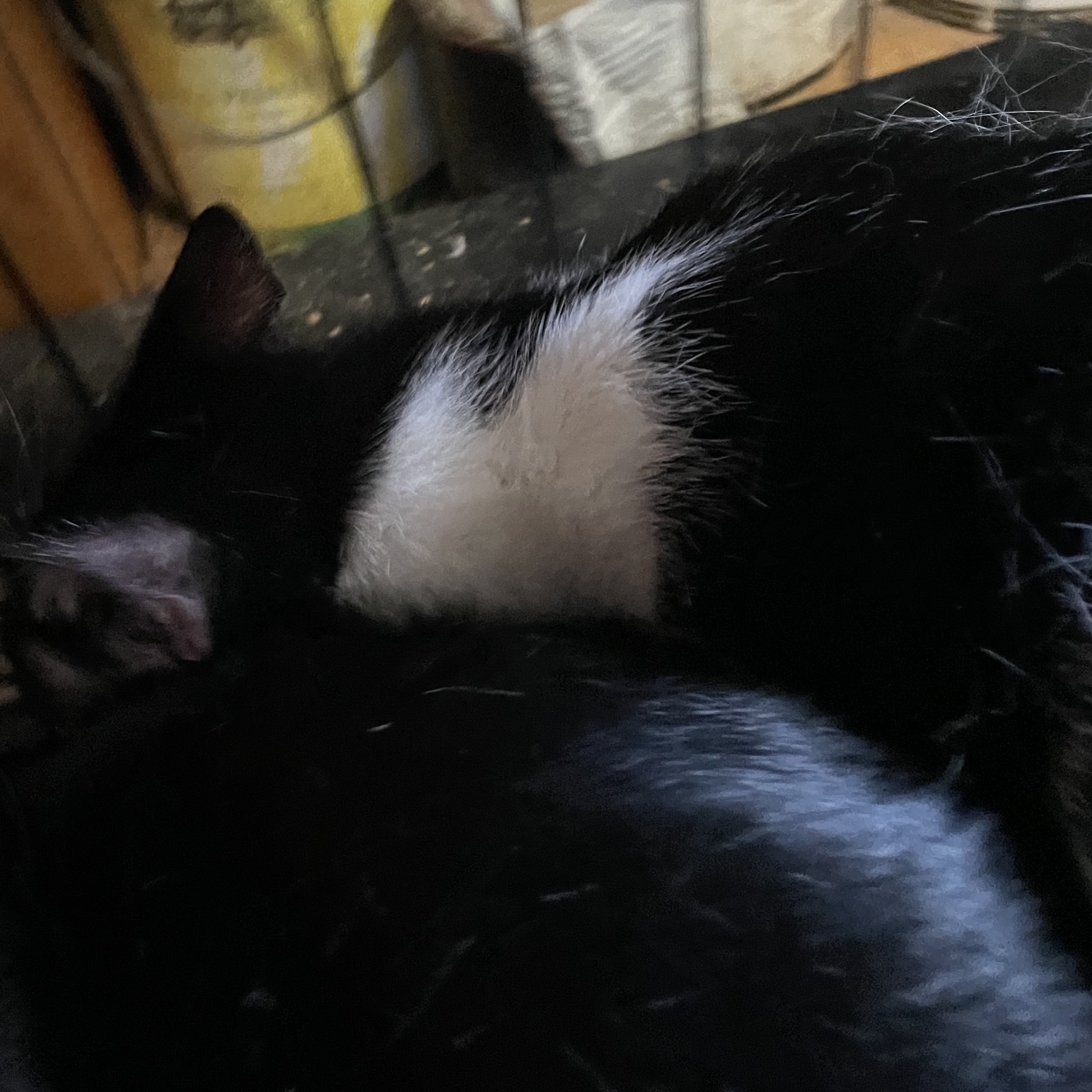 Lil Marb (or Little Marble), a Adoptable mixed breed in New Orleans, LA image 2/3