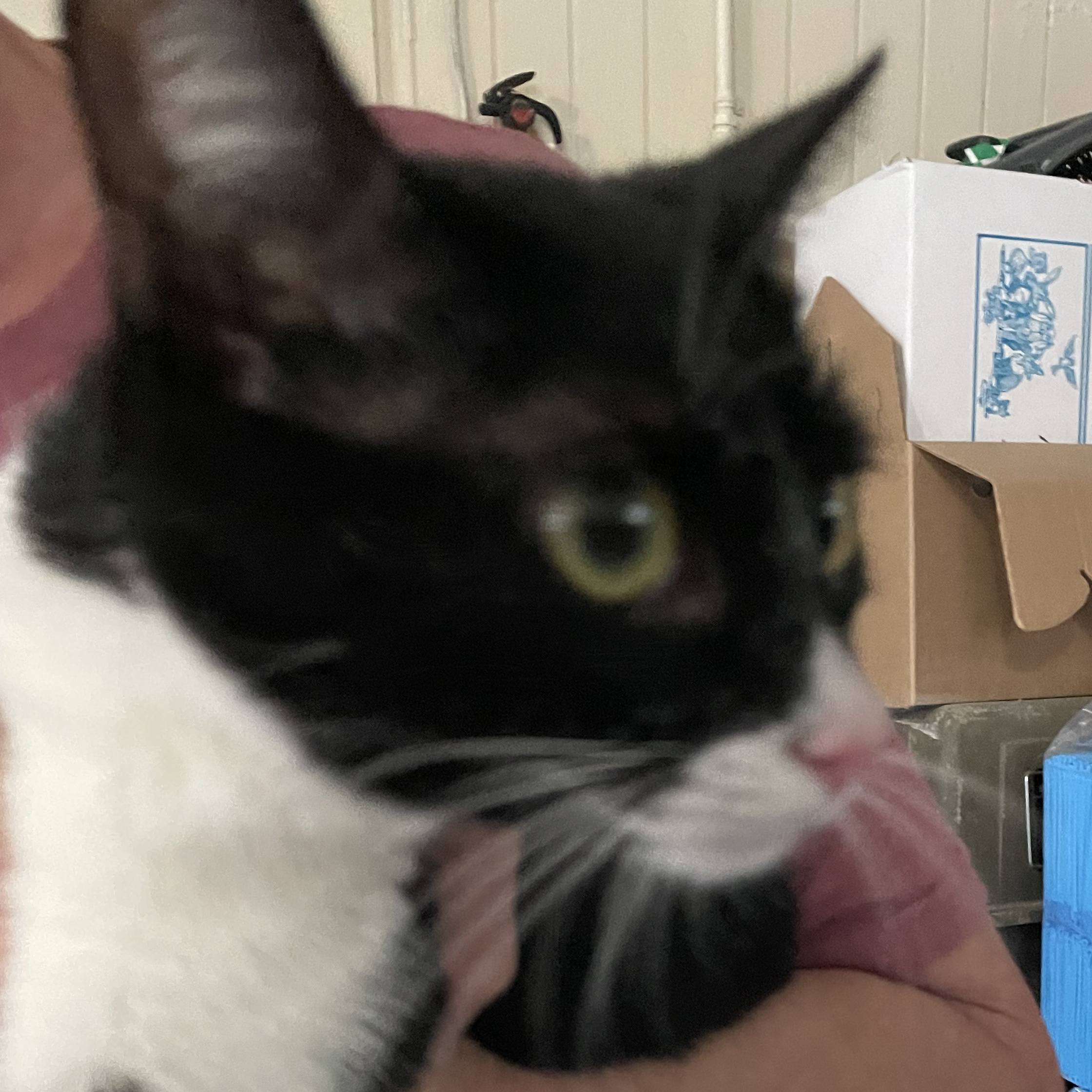 Lil Marb (or Little Marble), an adoptable Tuxedo, American Shorthair in New Orleans, LA, 70175 | Photo Image 3