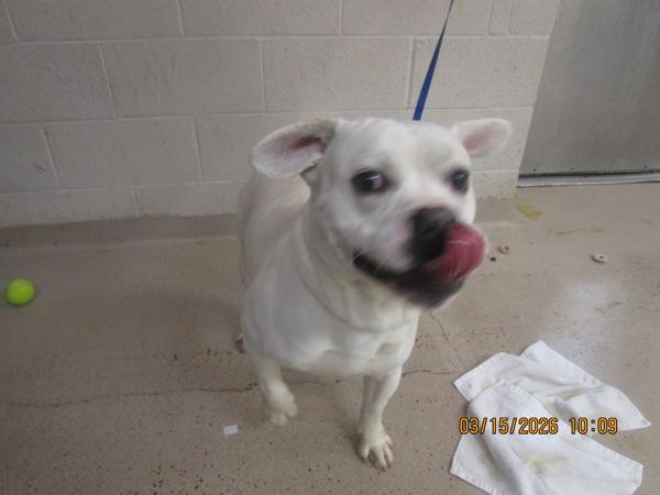 Kodiak (48), Adoptable, Young Male American Bulldog.
