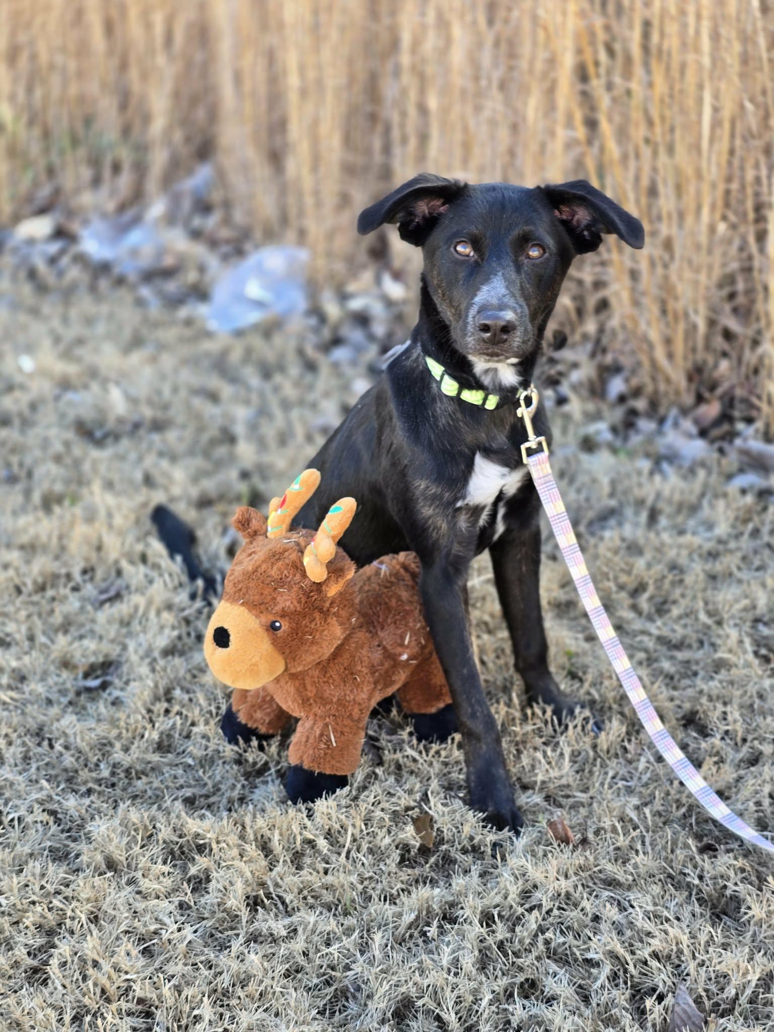 Enlarge Trina, a ADOPTABLE mixed breed in Bishop, GA image 4/6