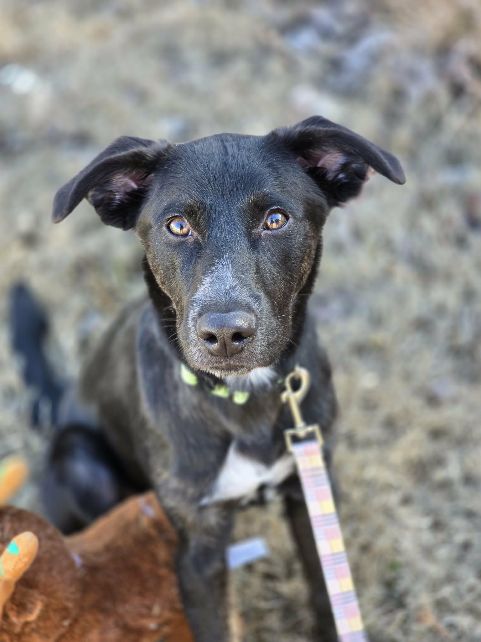 Enlarge Trina, a ADOPTABLE mixed breed in Bishop, GA image 6/6