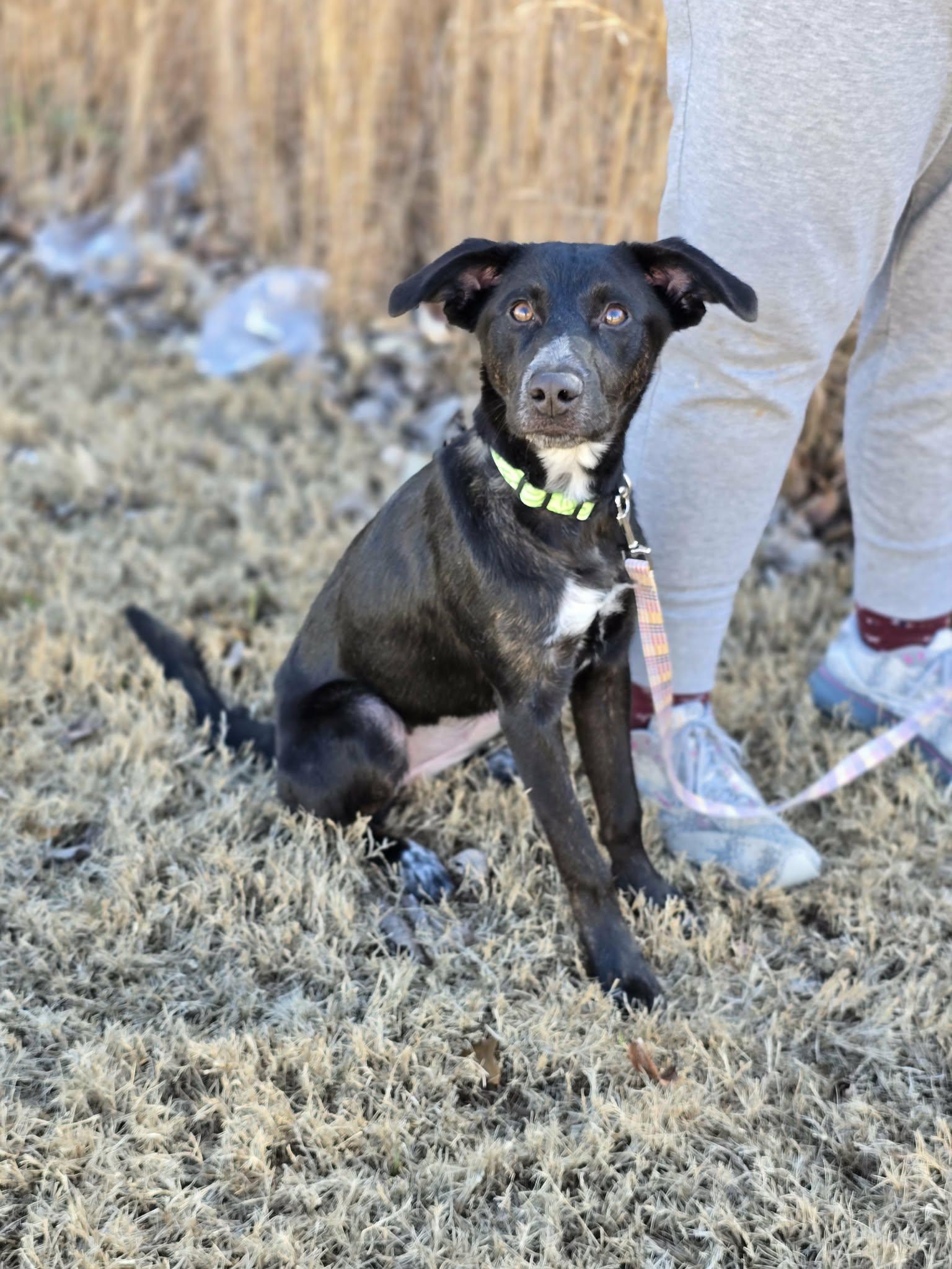 Enlarge Trina, a ADOPTABLE mixed breed in Bishop, GA image 3/6