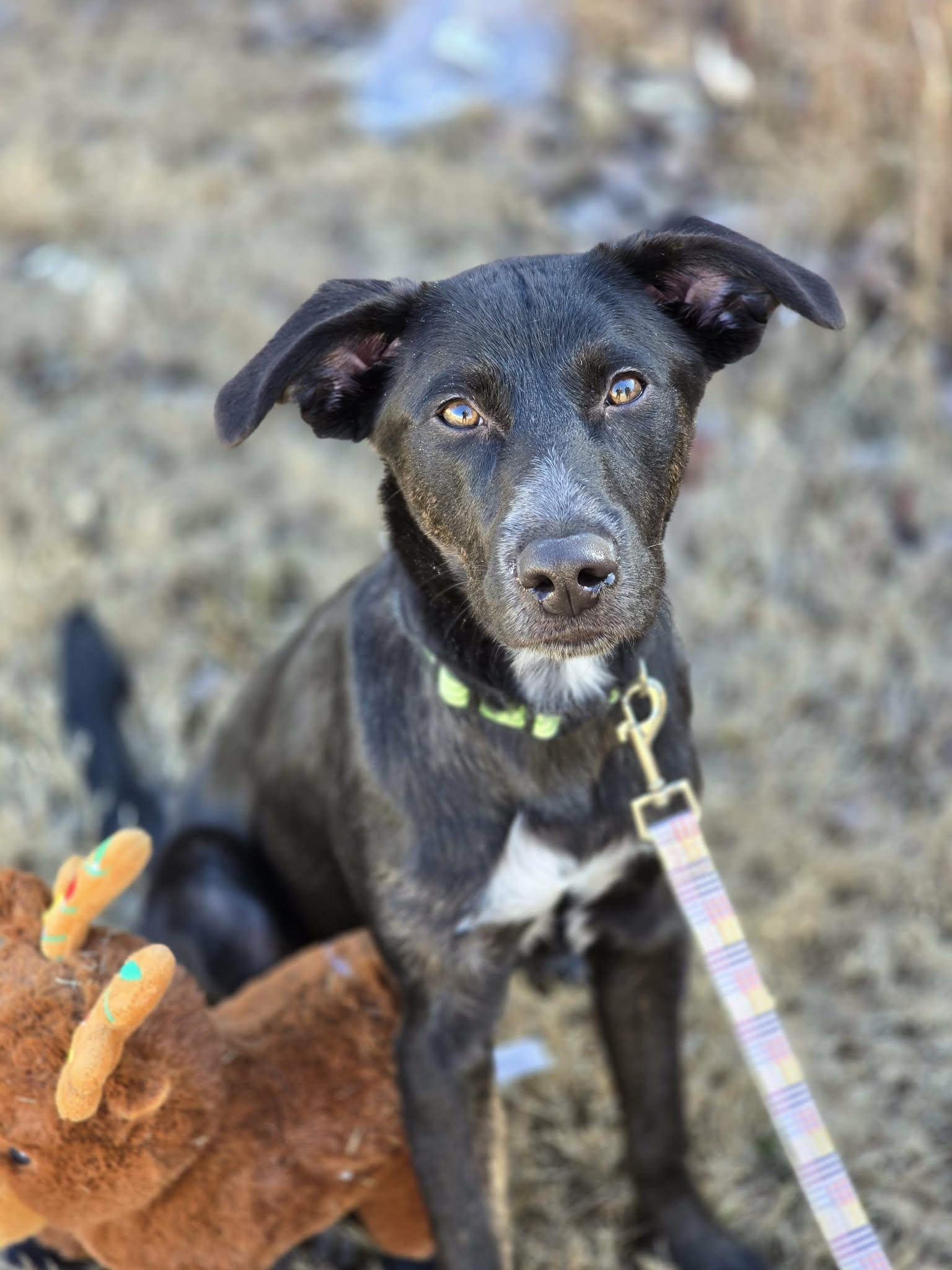 Enlarge Trina, a ADOPTABLE mixed breed in Bishop, GA image 5/6