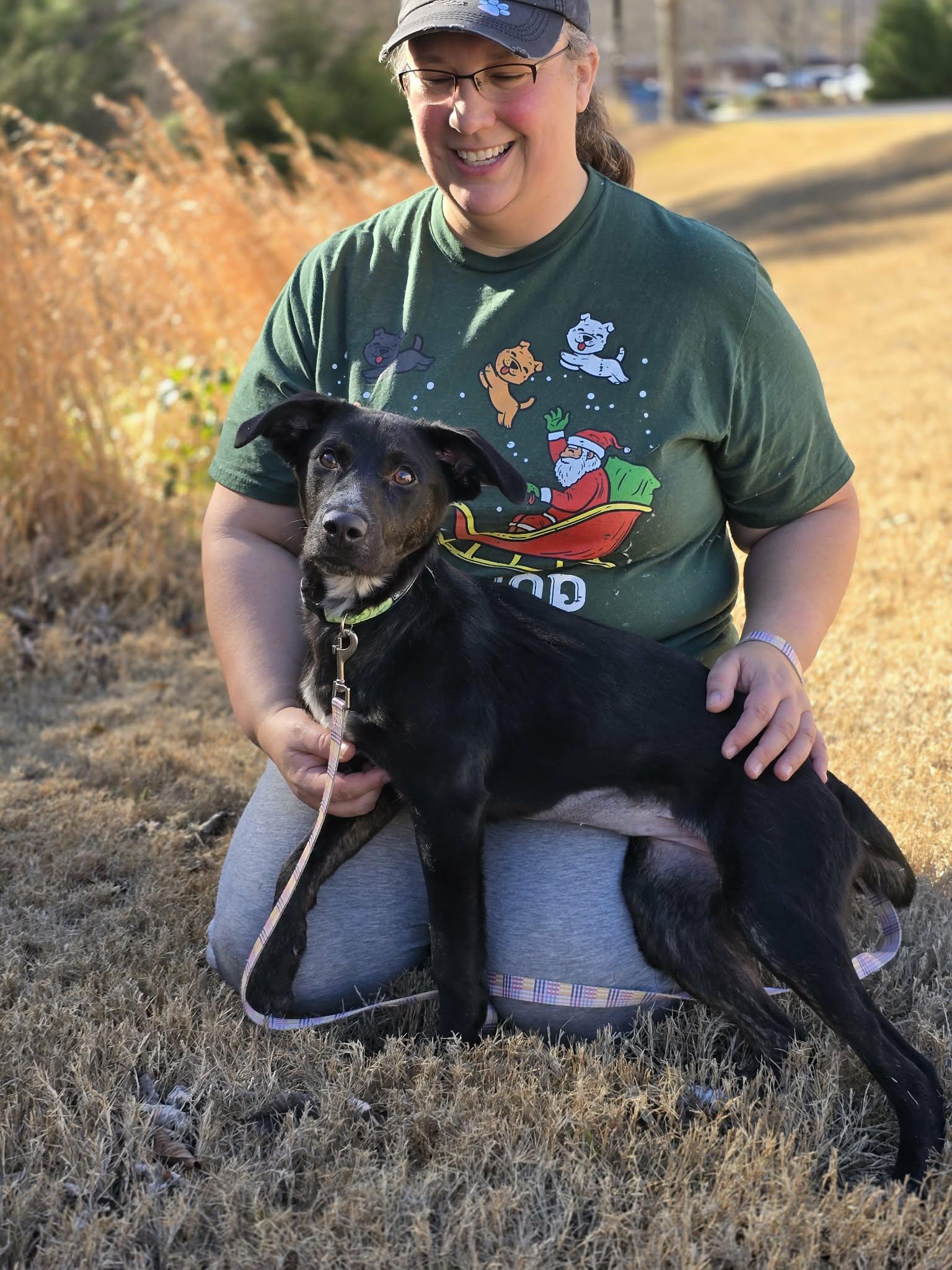 Trina, ADOPTABLE, Young Female Labrador Retriever.