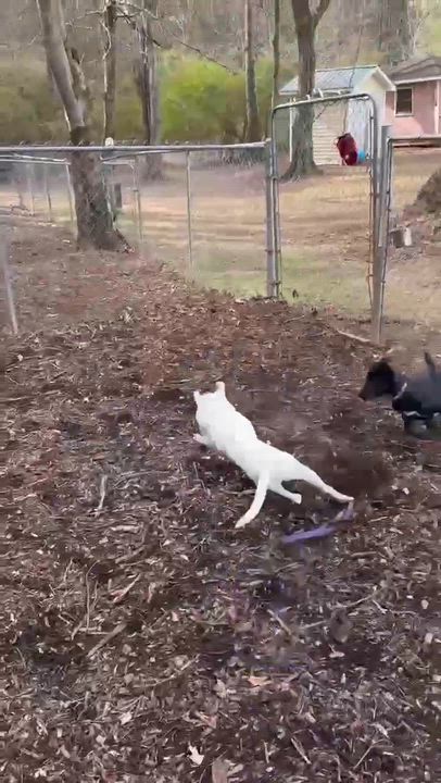 Enlarge Trina, a ADOPTABLE mixed breed in Bishop, GA video 2/6