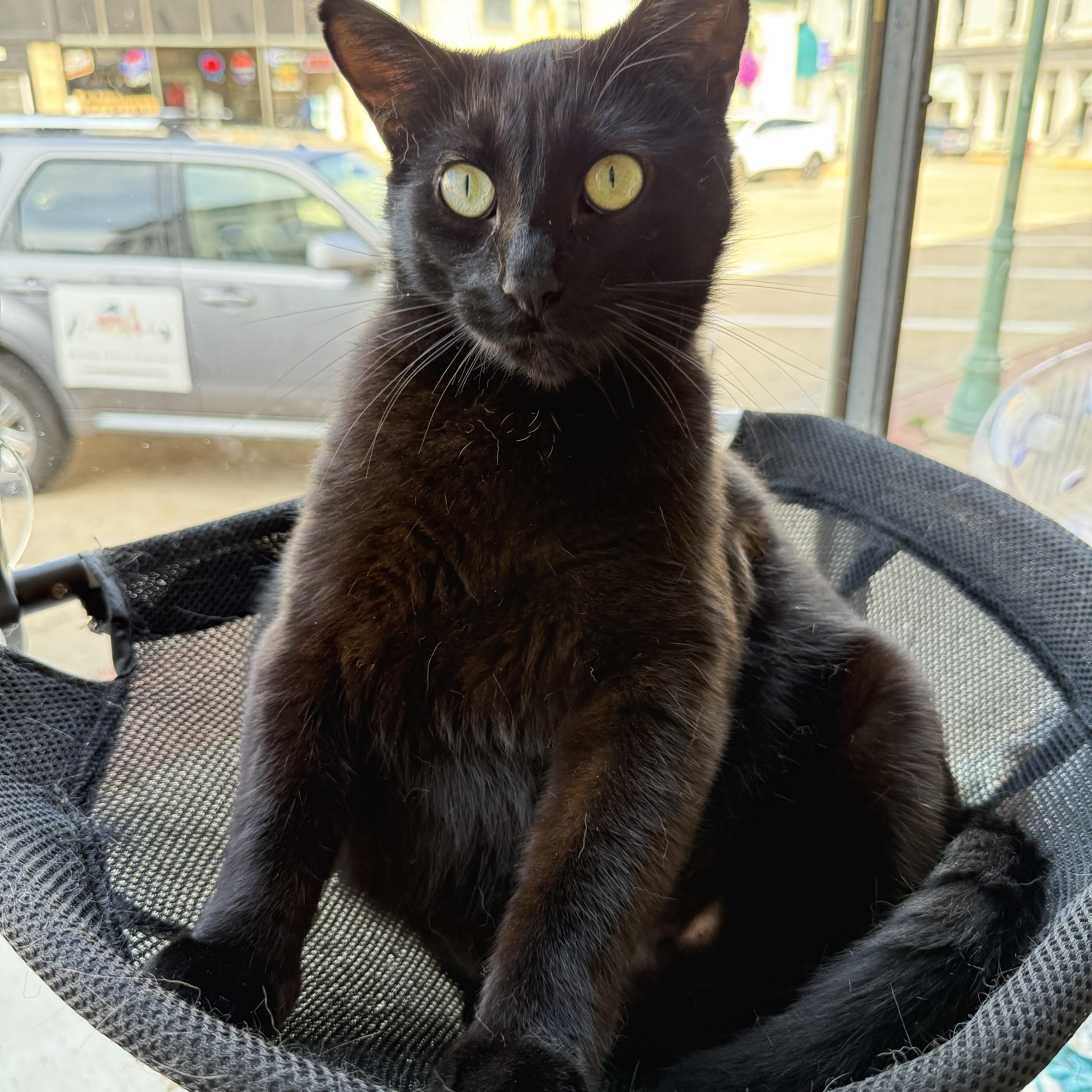 Shadow, Adoptable, Adult Male Domestic Short Hair.