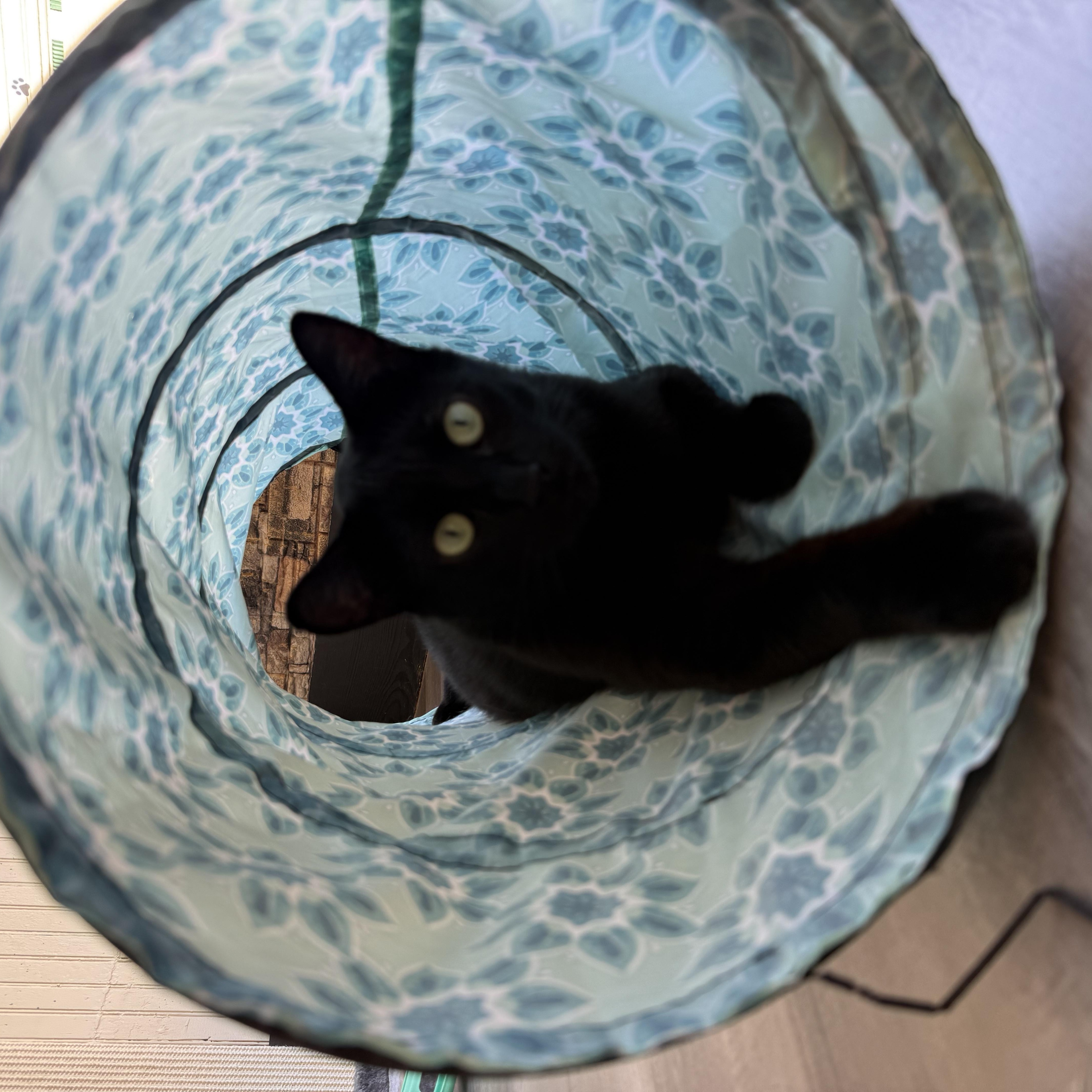 Enlarge Shadow, a Adoptable mixed breed in Whitewater, WI image 2/2