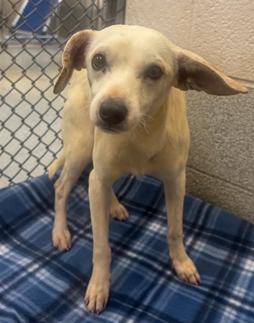 FRED, Adoptable, Young Male Chihuahua & Mixed Breed.