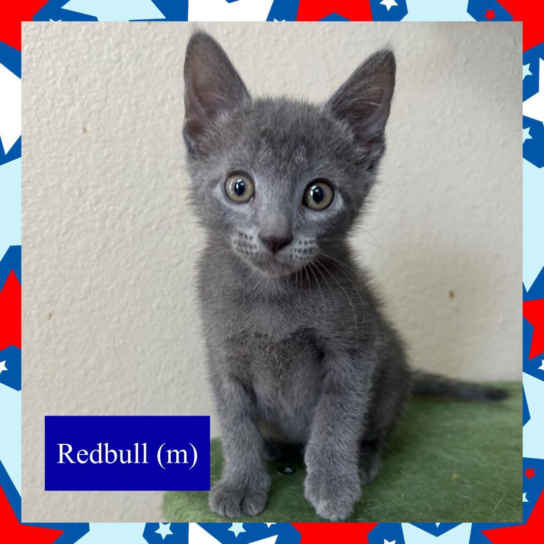 Redbull, ADOPTABLE, Kitten Male Domestic Short Hair.