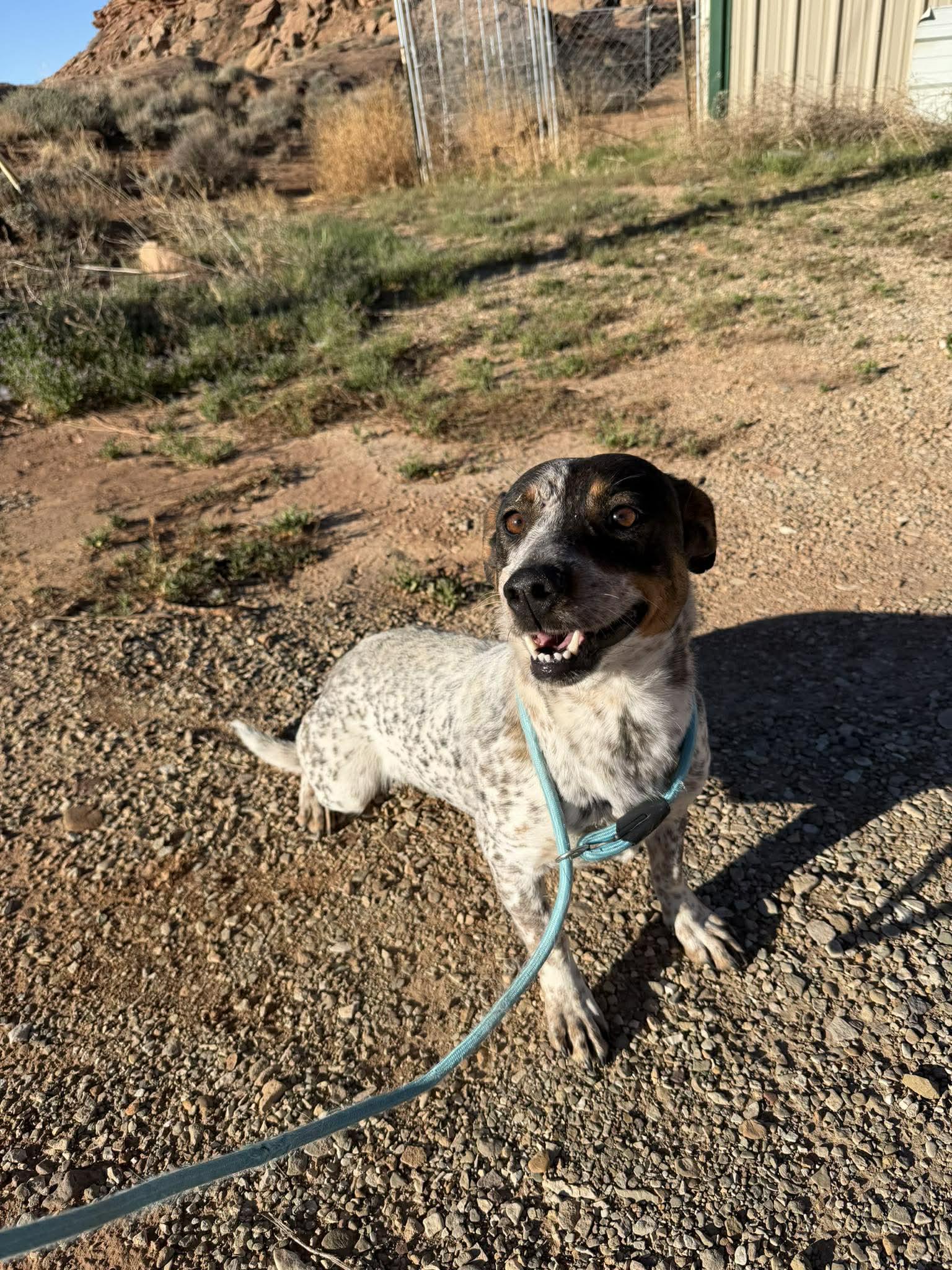 Enlarge Patches, a ADOPTABLE mixed breed in Roosevelt, UT image 2/2