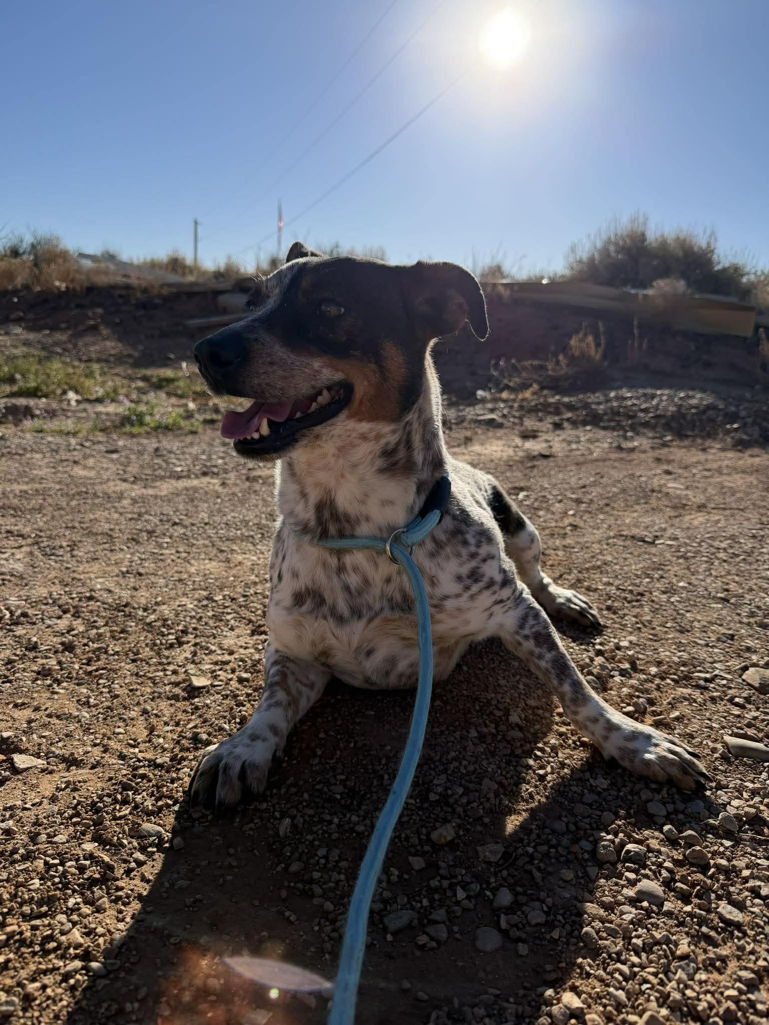 Patches, ADOPTABLE, Adult Female Australian Cattle Dog / Blue Heeler.