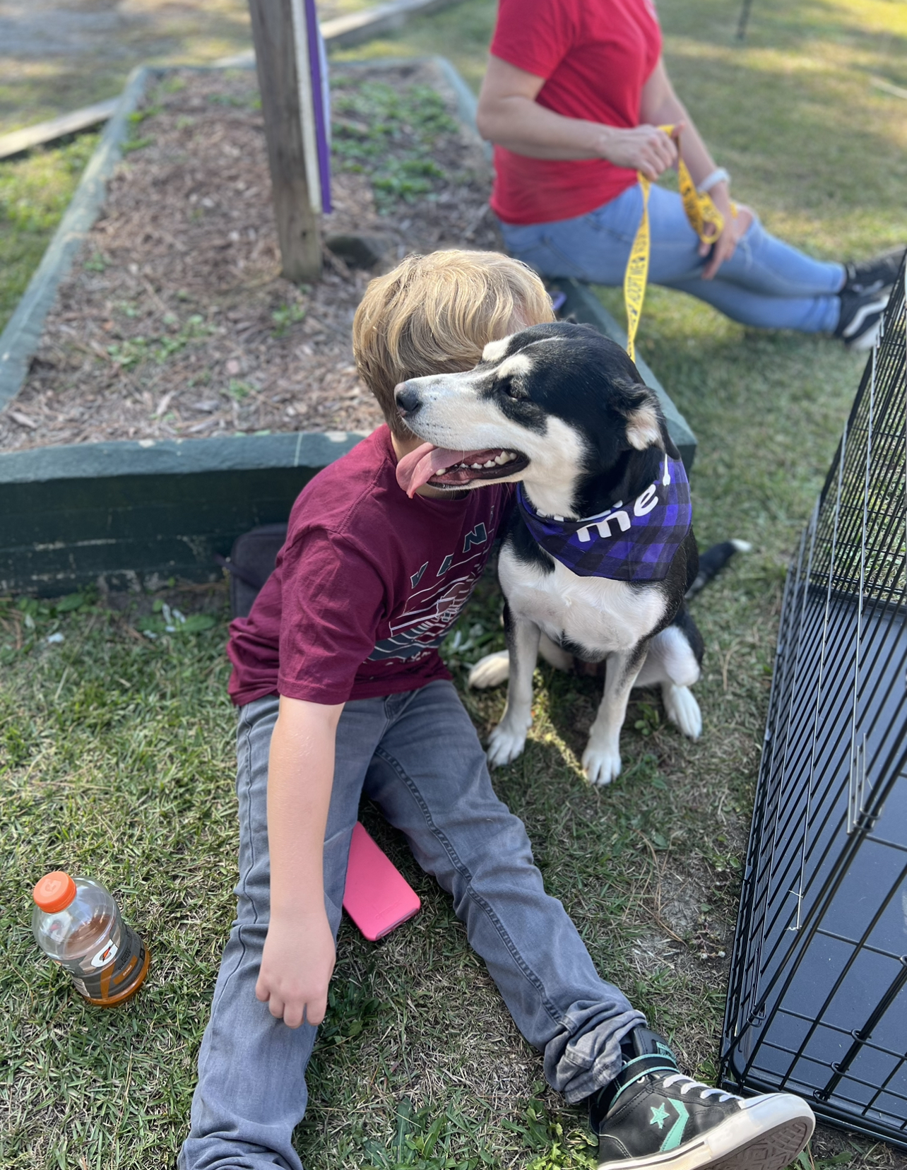 Zulu, Adopted, Young Female Siberian Husky.