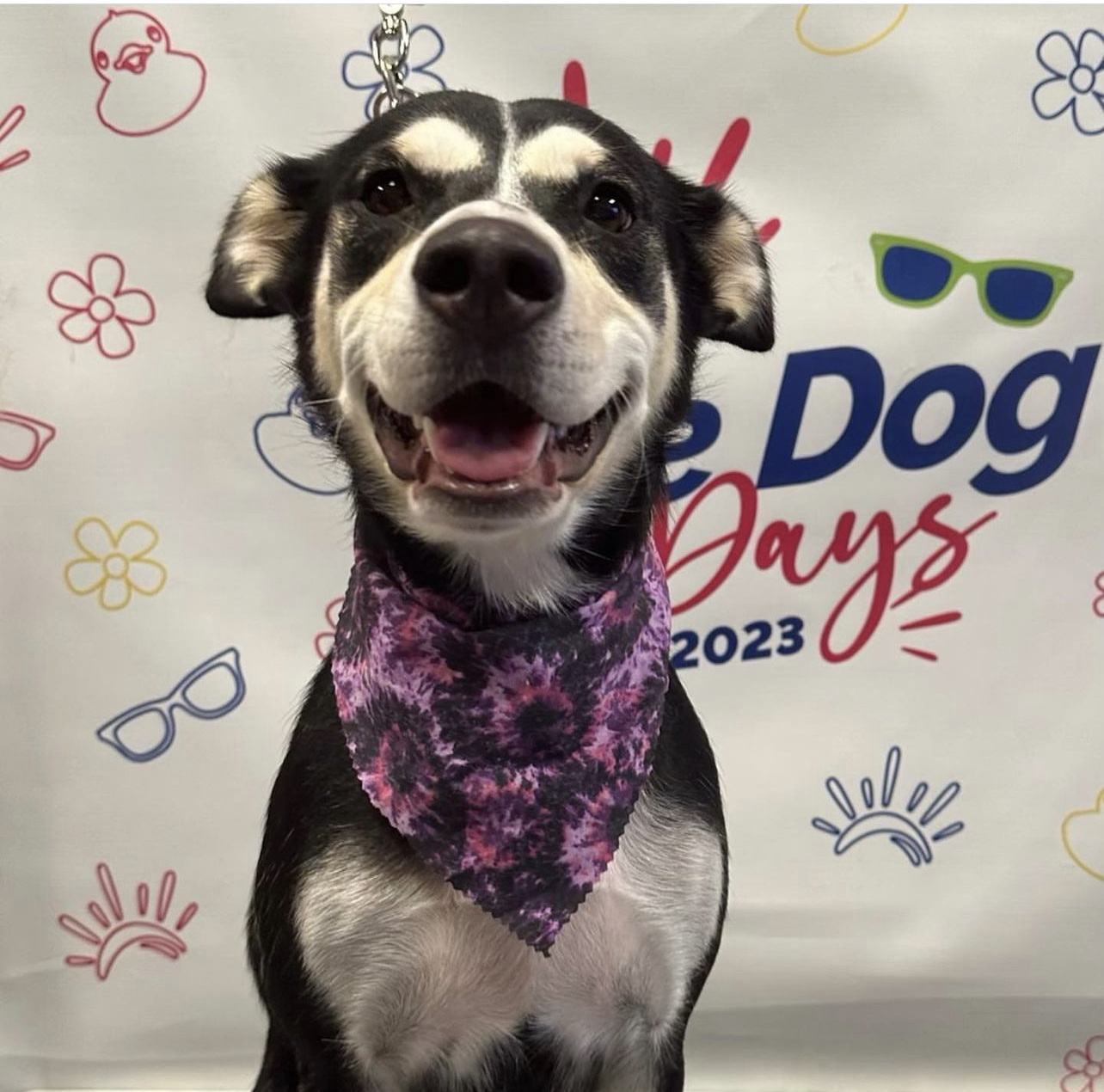 Zulu, a Adopted mixed breed in Southern Pines, NC image 2/4