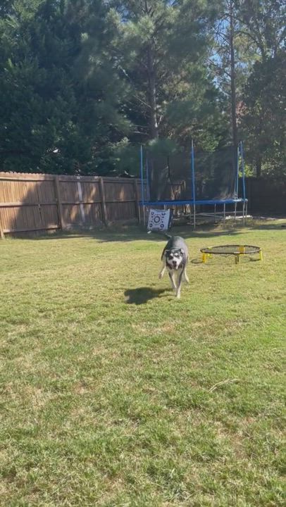Enlarge Zulu, a Adopted mixed breed in Southern Pines, NC video 4/4