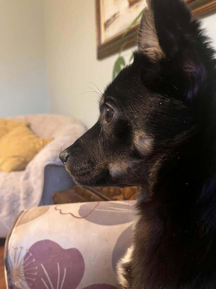 Lynne, Adoptable, Adult Female Mixed Breed.