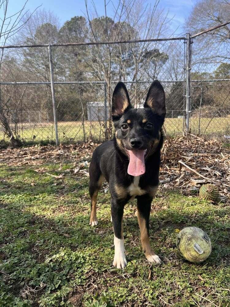 Enlarge Lynne, a Adoptable mixed breed in Acworth, GA image 2/6