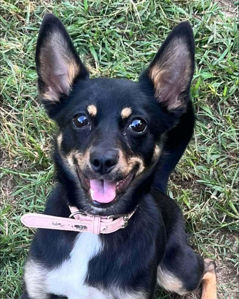 Enlarge Lynne, a Adoptable mixed breed in Acworth, GA image 4/6