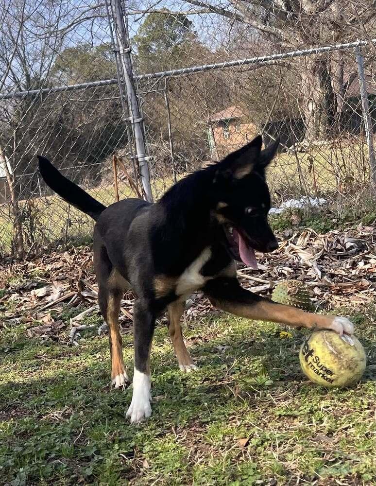 Enlarge Lynne, a Adoptable mixed breed in Acworth, GA image 5/6