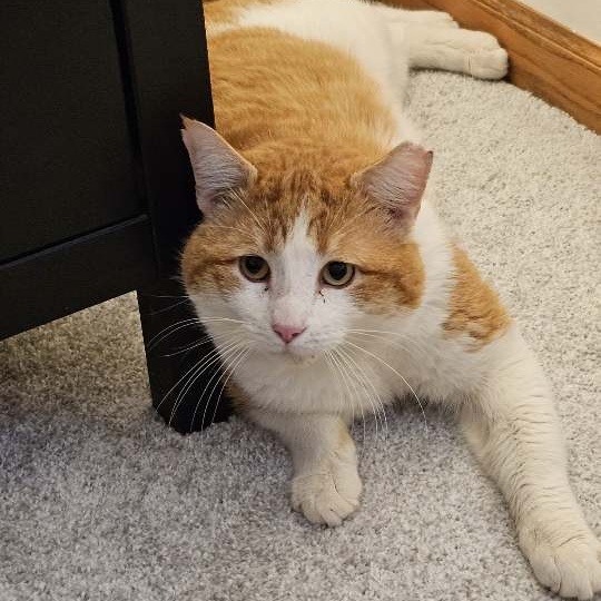 Bobby, a Adoptable mixed breed in Lindstrom , MN image 2/4