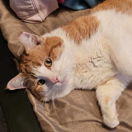 Bobby, a Adoptable mixed breed in Lindstrom , MN image 4/4