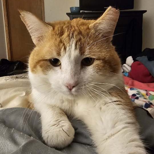 Bobby, a Adoptable mixed breed in Lindstrom , MN image 1/4