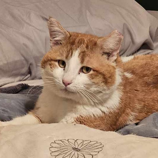 Bobby, a Adoptable mixed breed in Lindstrom , MN image 3/4