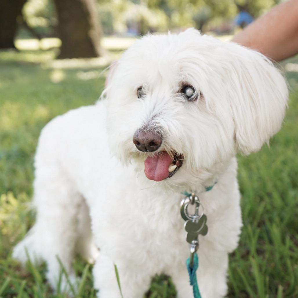 Bruce, a Adoptable mixed breed in Houston, TX image 1/6