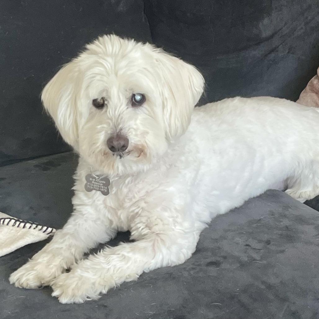 Bruce, a Adoptable mixed breed in Houston, TX image 2/6