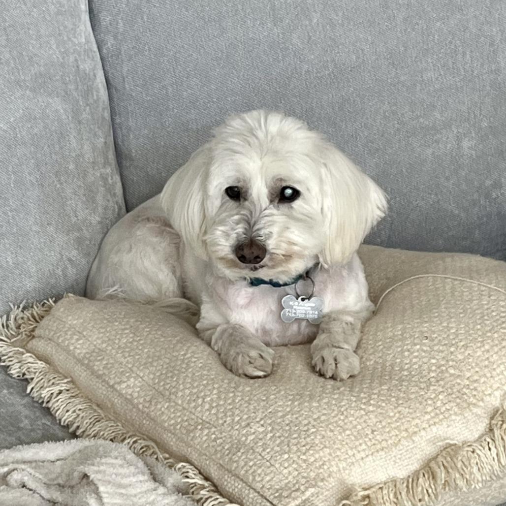 Bruce, a Adoptable mixed breed in Houston, TX image 4/6