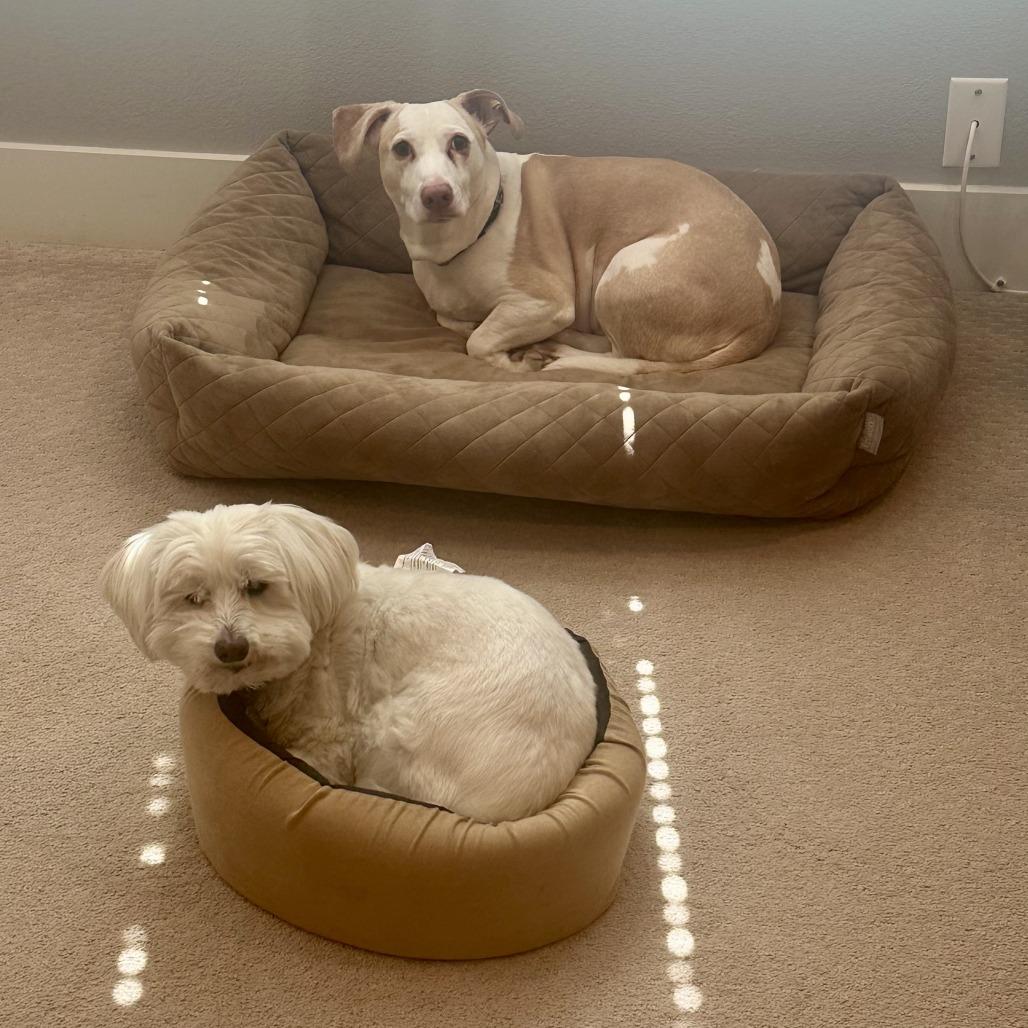 Bruce, a Adoptable mixed breed in Houston, TX image 5/6