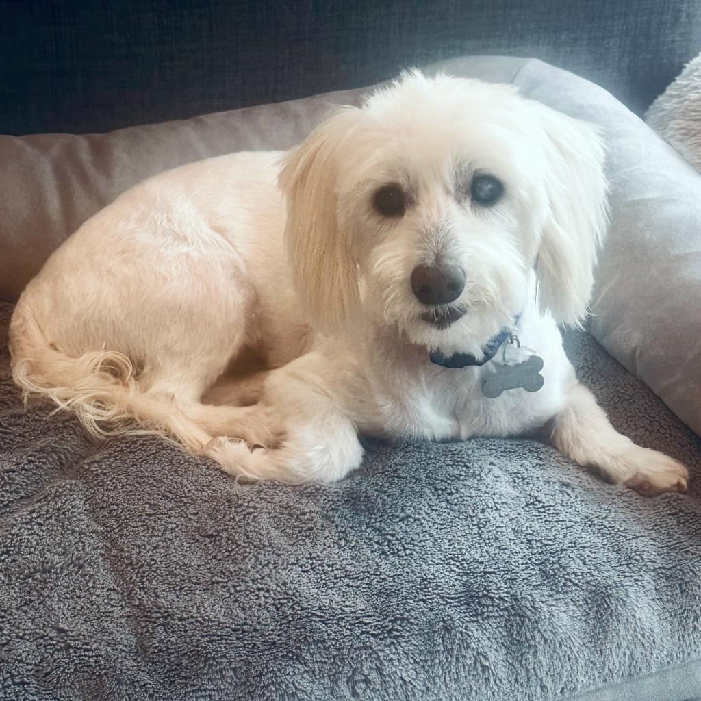 Bruce, a Adoptable mixed breed in Houston, TX image 4/6