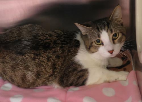 Everett, Adoptable, Adult Male Domestic Short Hair.
