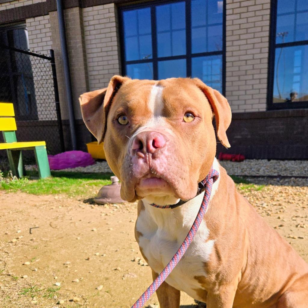 Hutch, Adoptable, Adult Male Pit Bull Terrier.