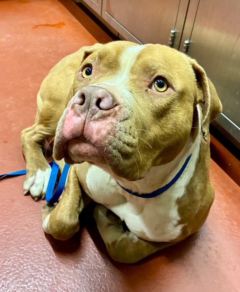 Enlarge Hutch, a Adoptable Pit Bull Terrier in Douglasville, GA image 2/2