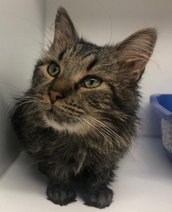 Enlarge Larry Cat 5, a Adoptable mixed breed in Squamish, BC image 1/1