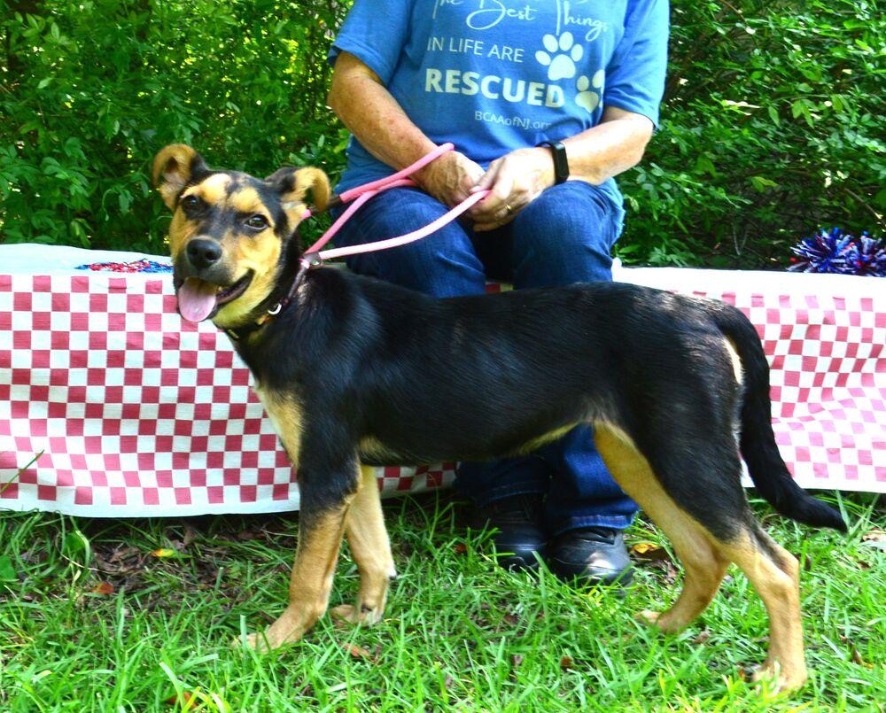 Enlarge Leah, a Adoptable mixed breed in Willingboro, NJ image 1/6