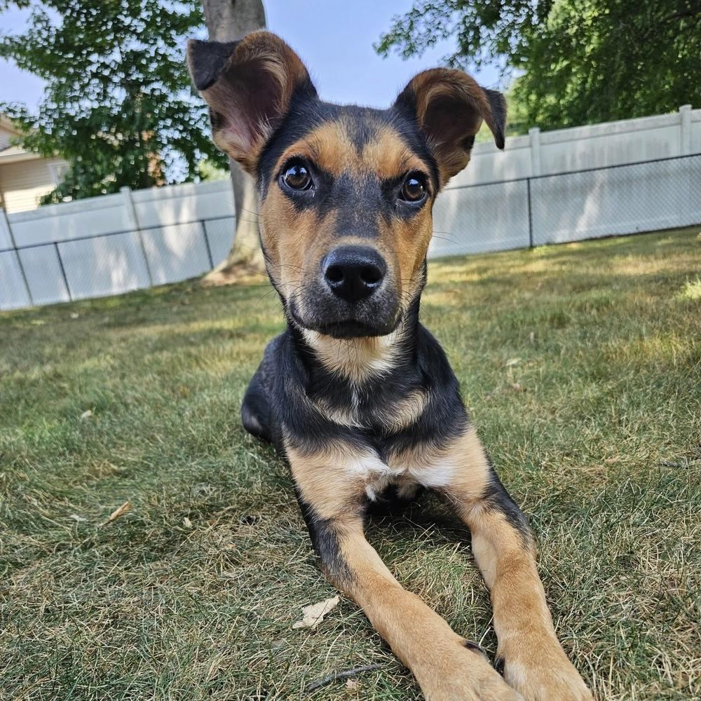 Enlarge Leah, a Adoptable mixed breed in Willingboro, NJ image 2/6