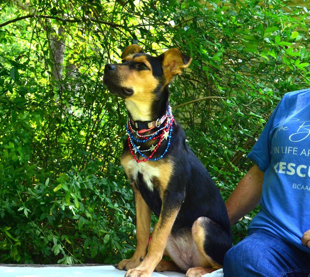 Enlarge Leah, a Adoptable mixed breed in Willingboro, NJ image 3/6