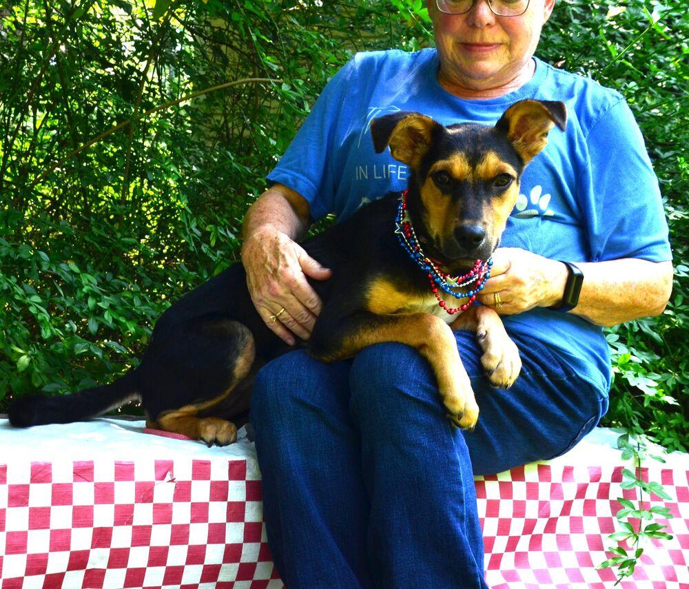 Enlarge Leah, a Adoptable mixed breed in Willingboro, NJ image 5/6
