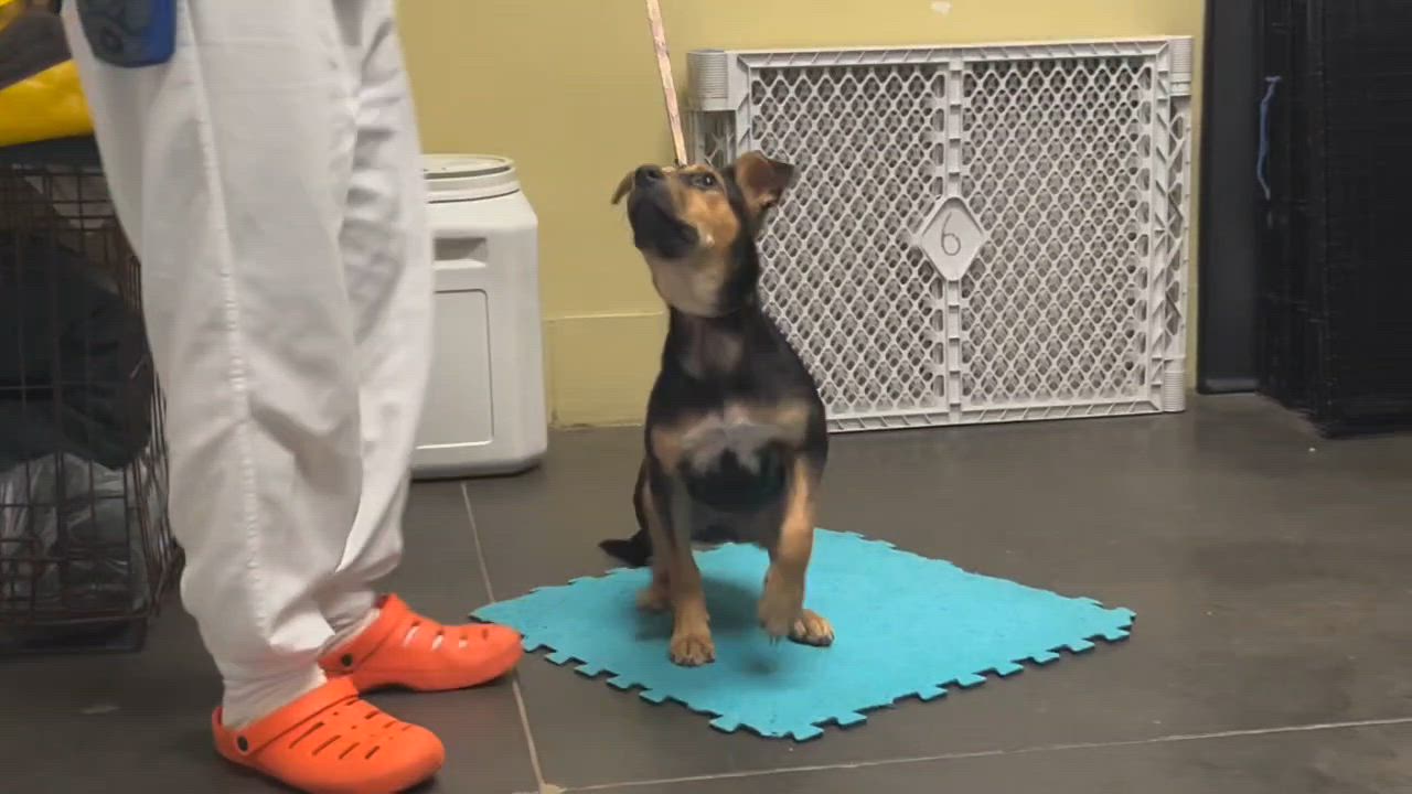 Enlarge Leah, a Adoptable mixed breed in Willingboro, NJ video 6/6