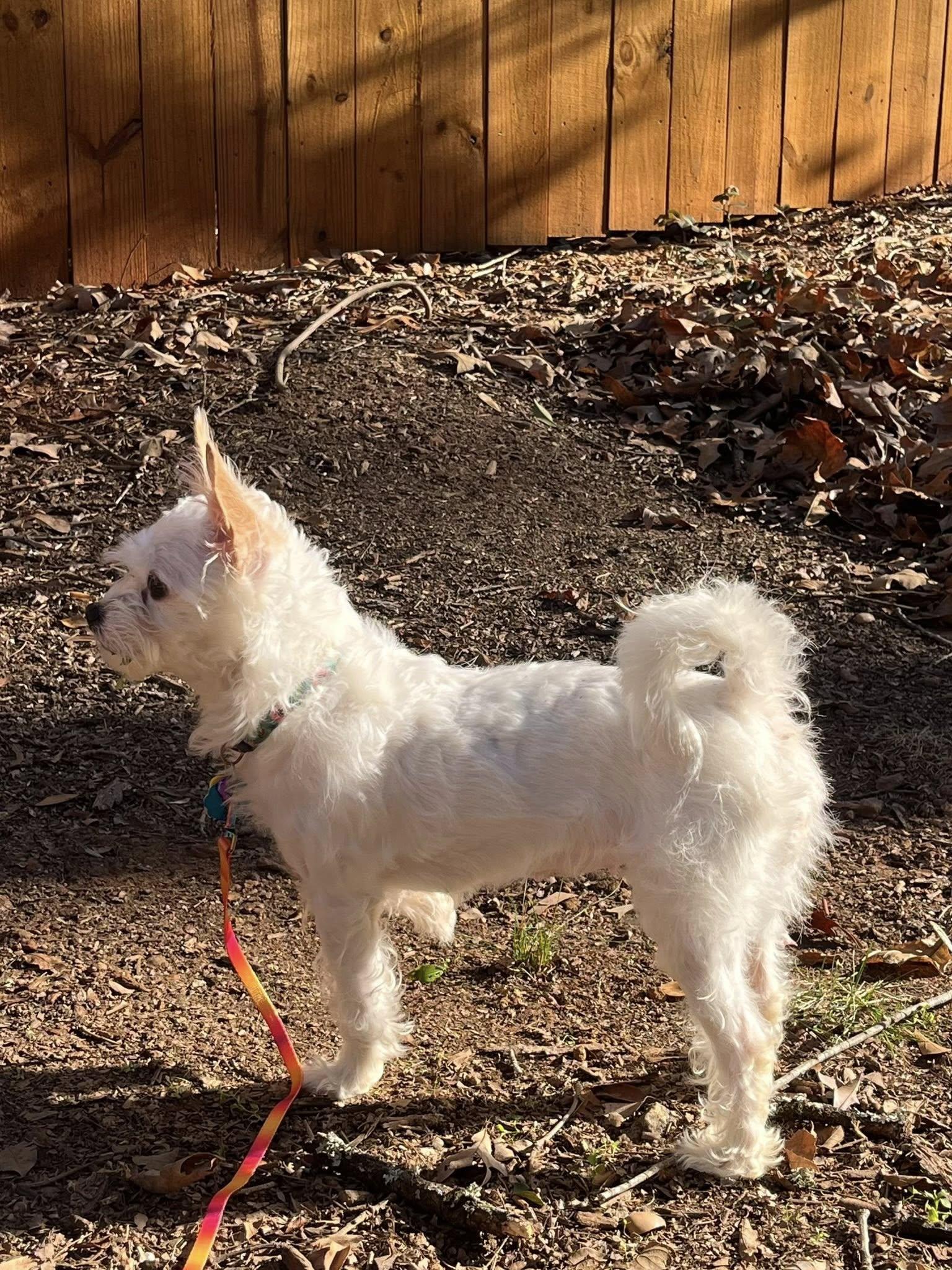Enlarge Noodle, a ADOPTABLE mixed breed in Anderson, SC image 6/6