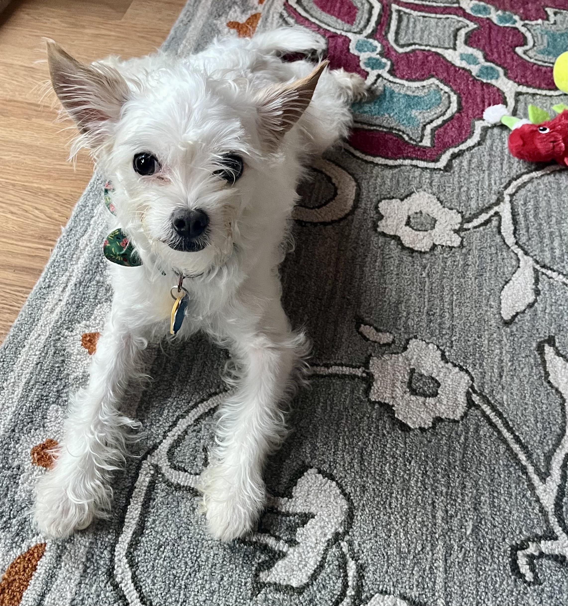 Noodle, ADOPTABLE, Young Female Yorkshire Terrier & Chihuahua.