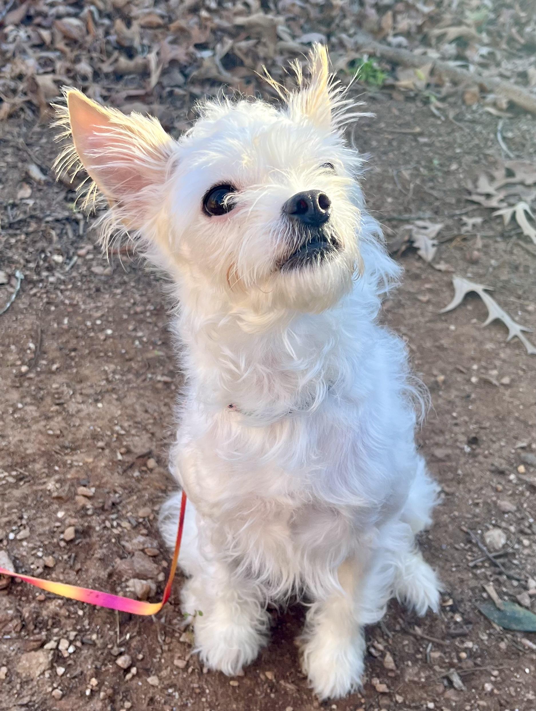 Enlarge Noodle, a ADOPTABLE mixed breed in Anderson, SC image 4/6