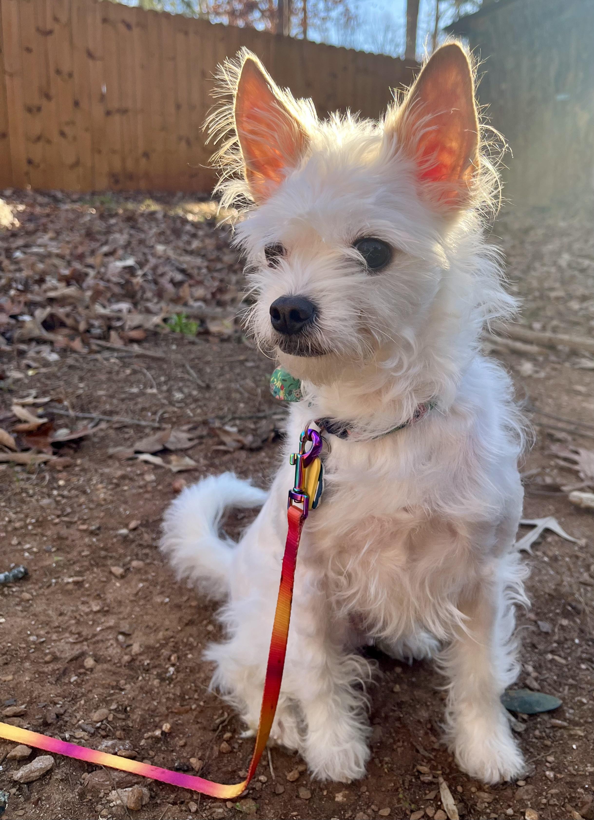 Enlarge Noodle, a ADOPTABLE mixed breed in Anderson, SC image 5/6