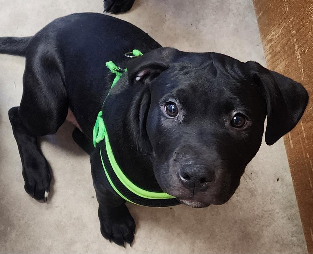 Vader, Adoptable, Puppy Male Labrador Retriever & Pit Bull Terrier.