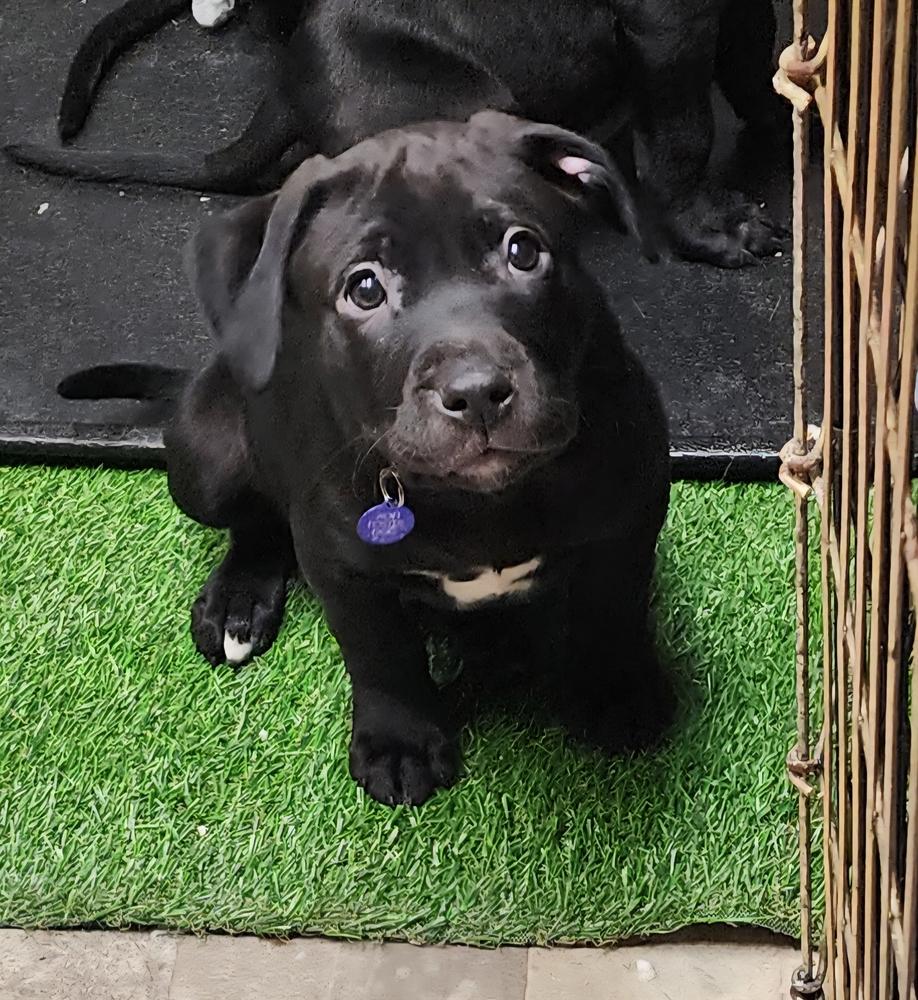 Vader, a Adoptable mixed breed in Anoka, MN image 2/3