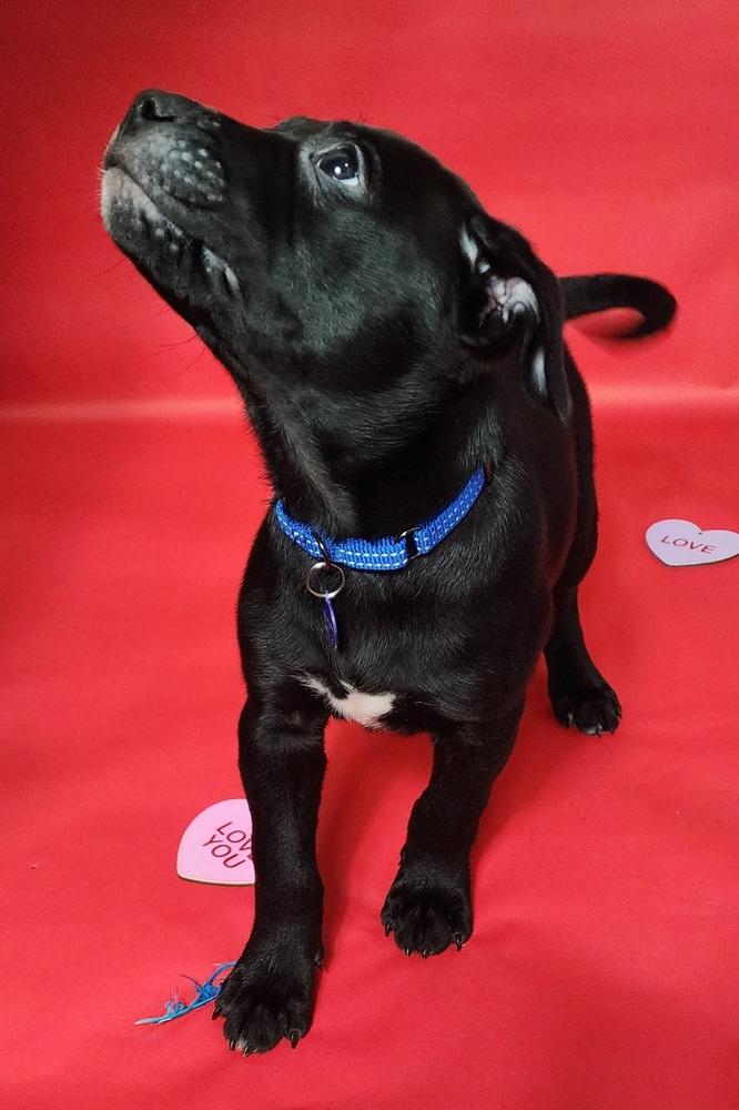 Vader, a Adoptable mixed breed in Anoka, MN image 3/3