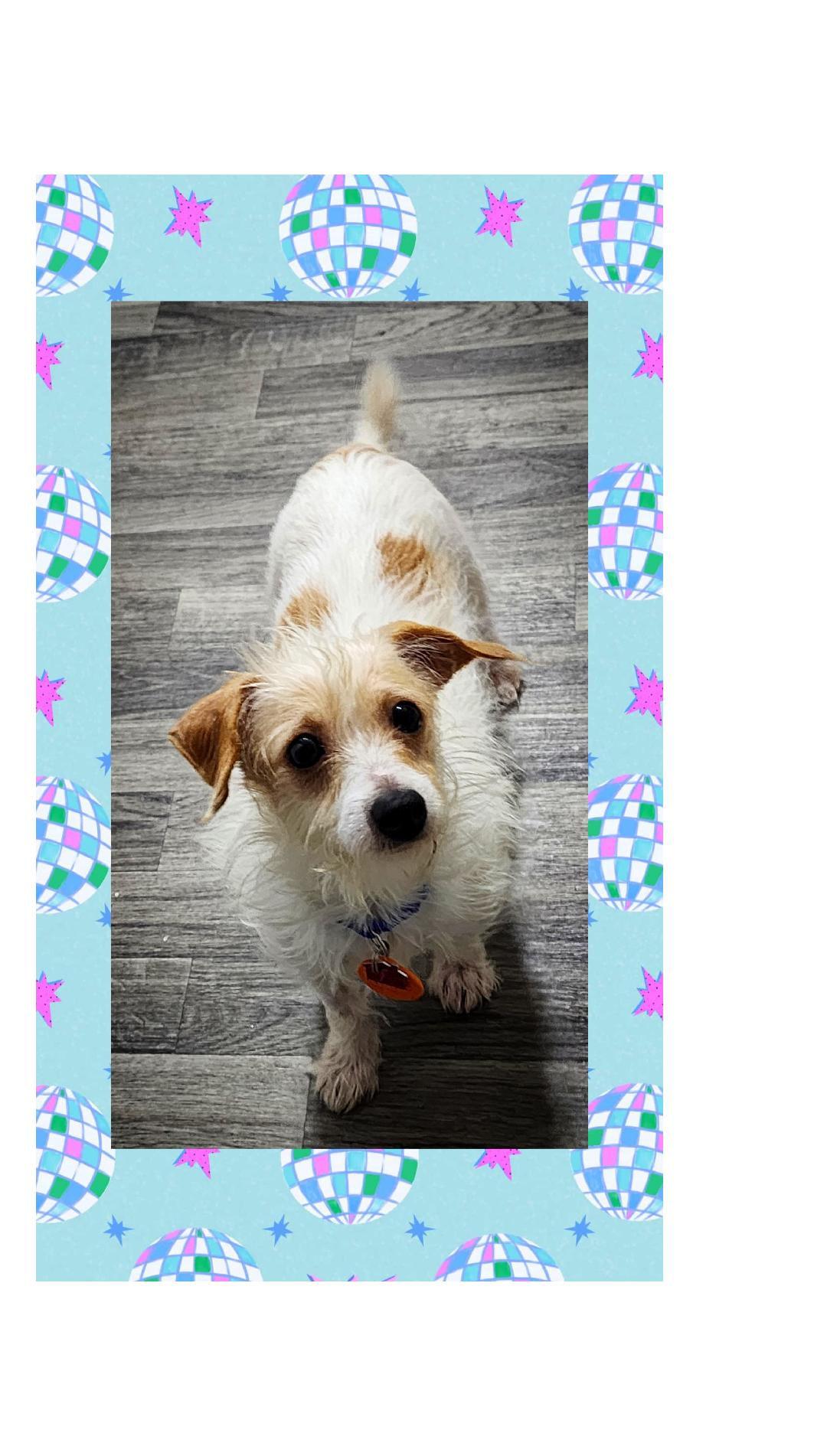 Tater Tot, Adoptable, Young Male Parson Russell Terrier & Jack Russell Terrier.