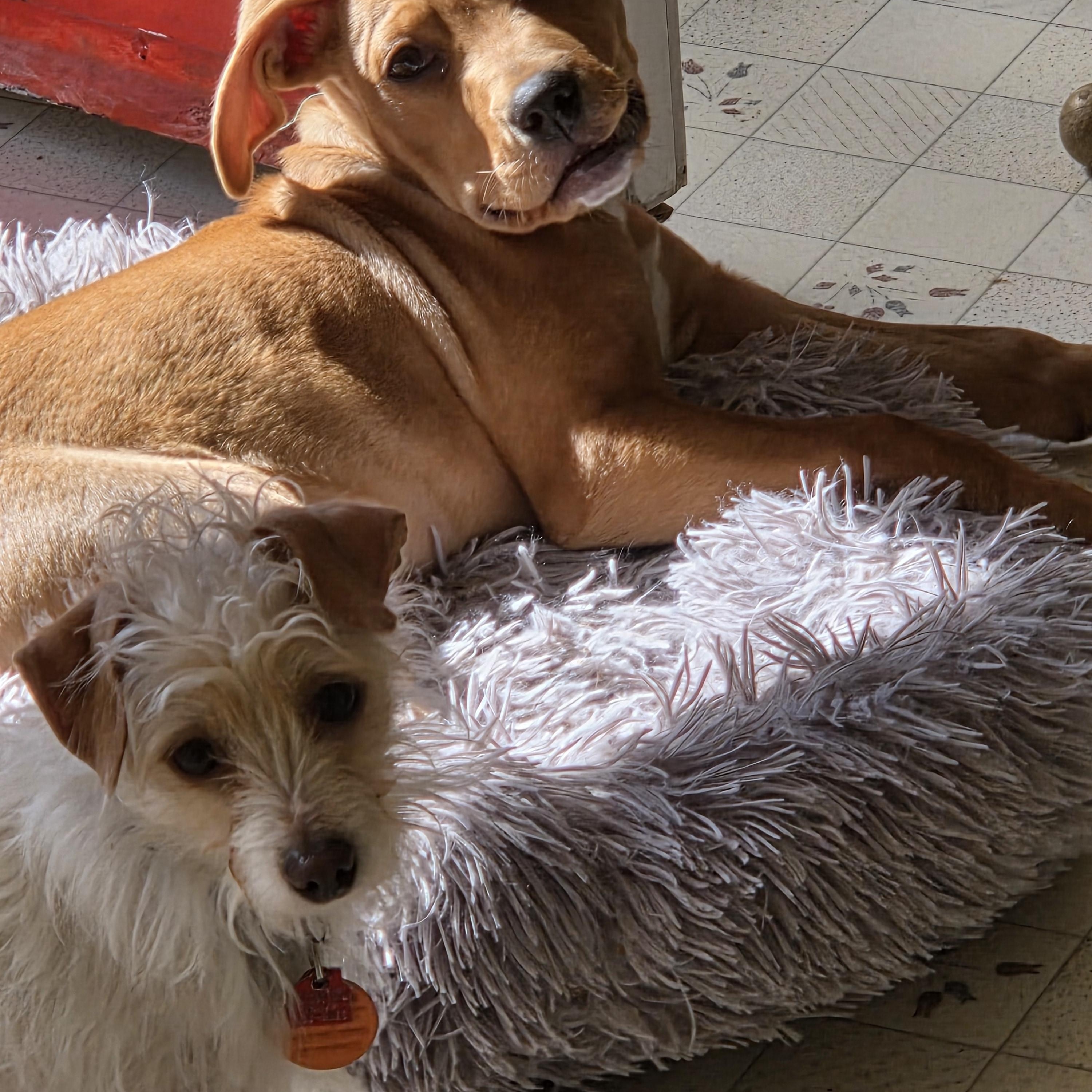 Enlarge Tater Tot, a Adoptable mixed breed in Lake Geneva, WI image 4/6