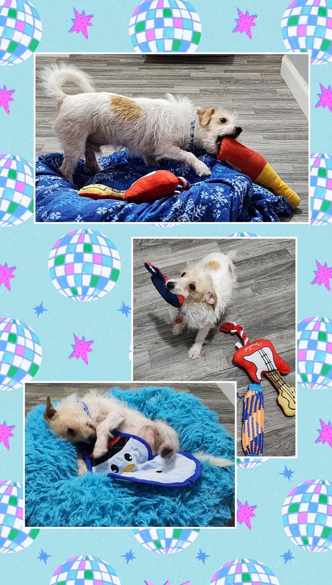 Enlarge Tater Tot, a Adoptable mixed breed in Lake Geneva, WI image 3/6